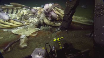 Media type: image;   Invertebrate Zoology 153118 Description: live specimen;